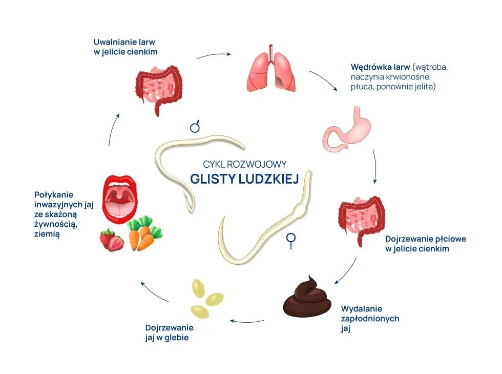 Glista ludzka jakie badania – skuteczne metody diagnostyki pasożytów