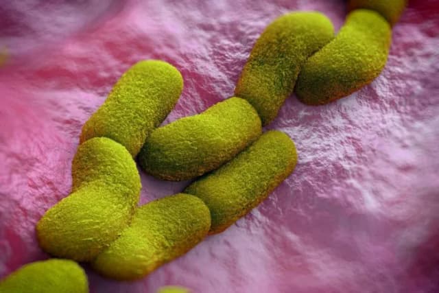 Yersinia objawy neurologiczne: rzadkie powikłania i ich skutki zdrowotne Yersinia objawy neurologiczne: rzadkie powikłania i ich skutki zdrowotne